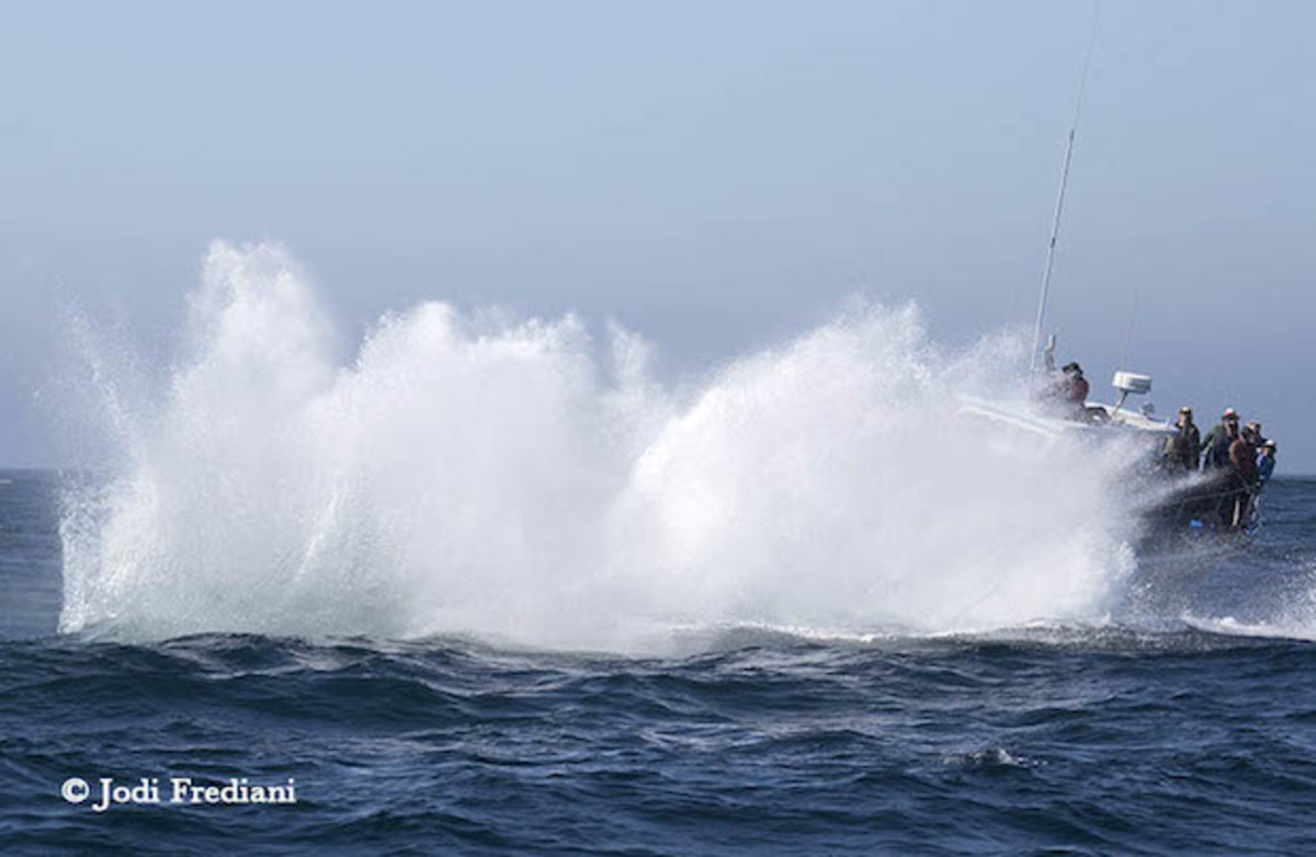 whale splash