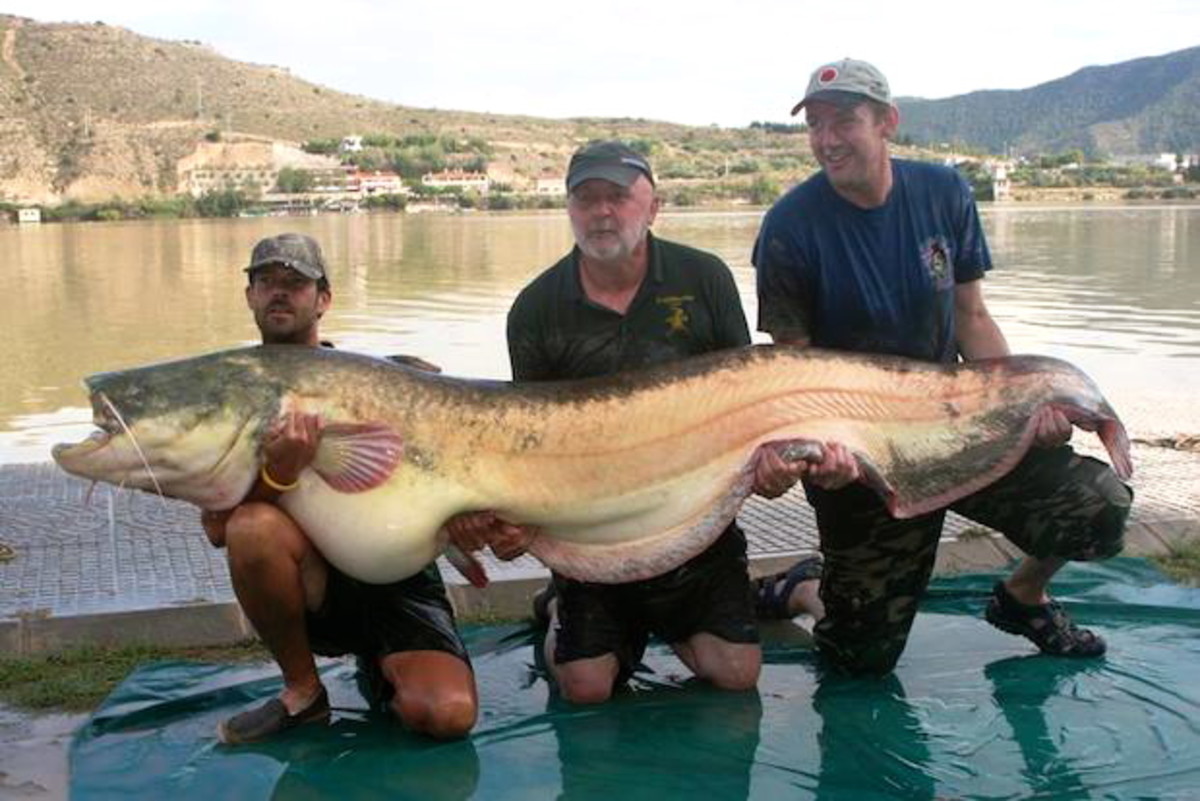 Catfishrecord3