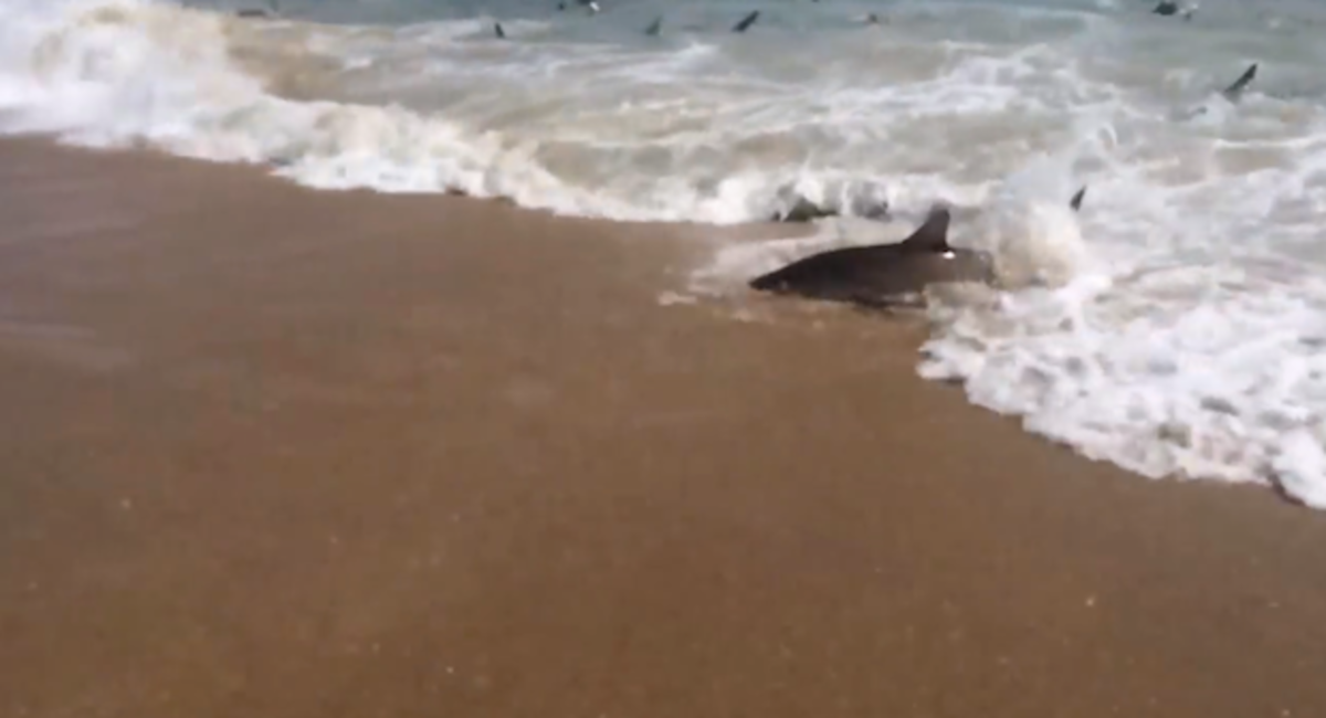 sharks
