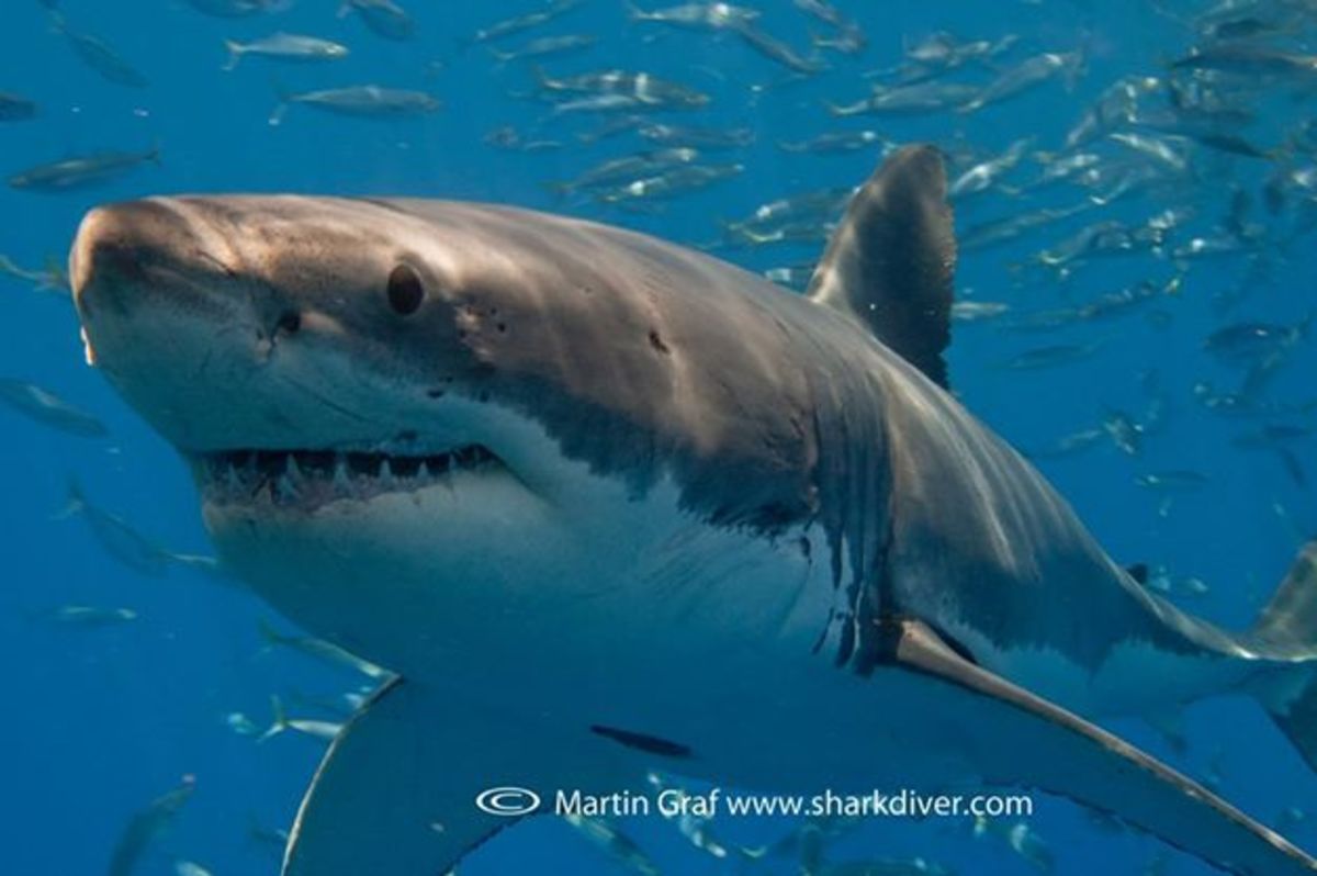 shark