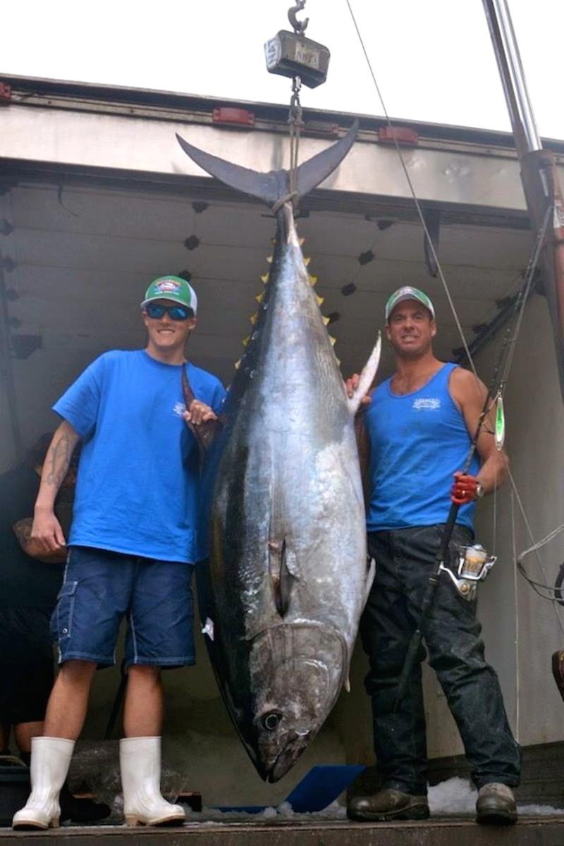 bluefin tuna