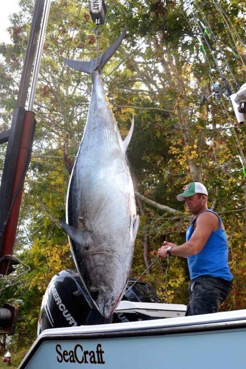 bluefin tuna