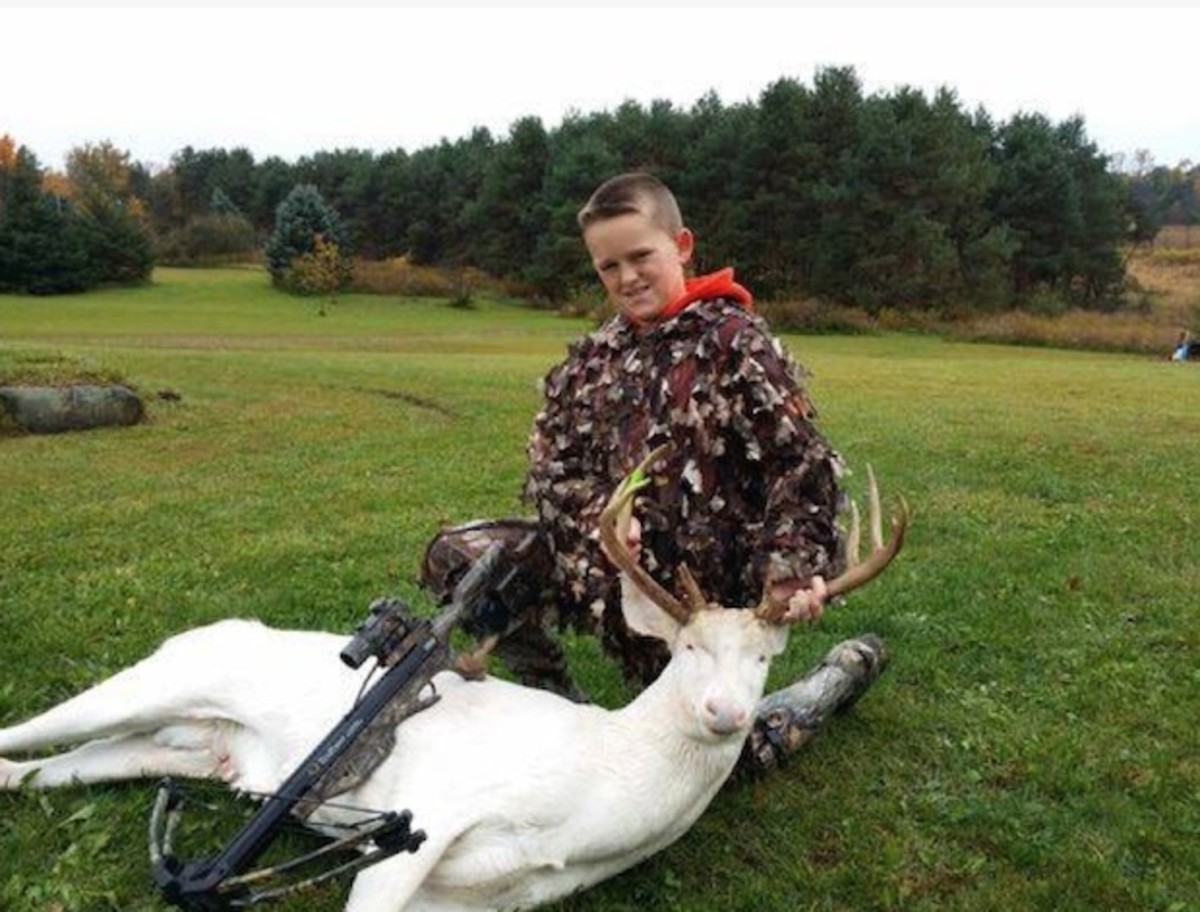 Albinodeer copy