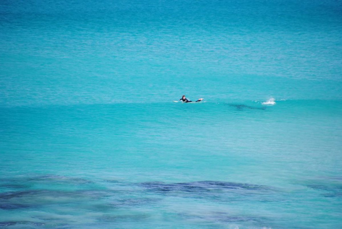 Surfer's close call with shark surfaces in photos