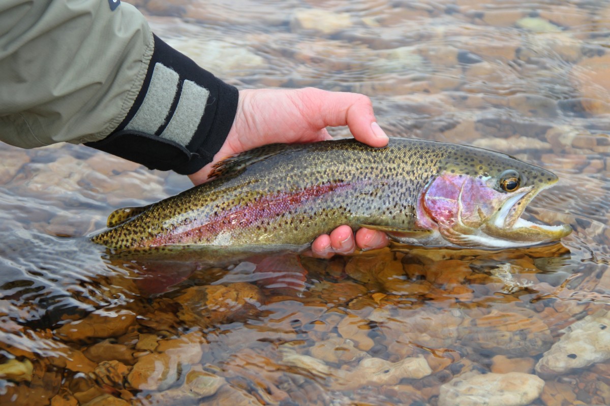 fly fishing