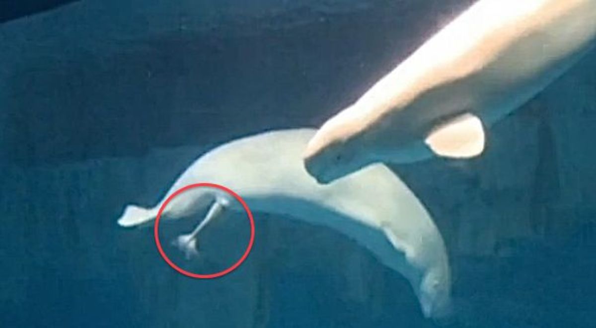 Beluga whale gives birth