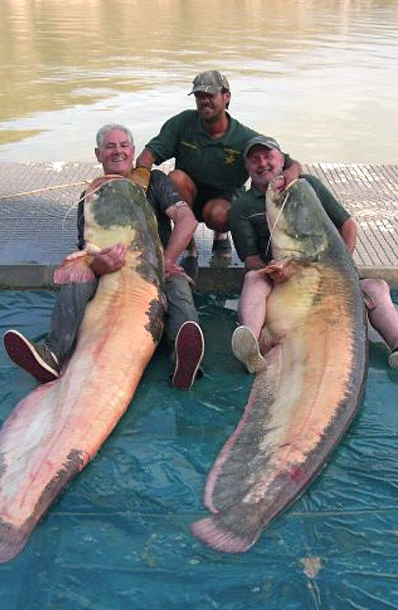 catfishdouble.jpeg