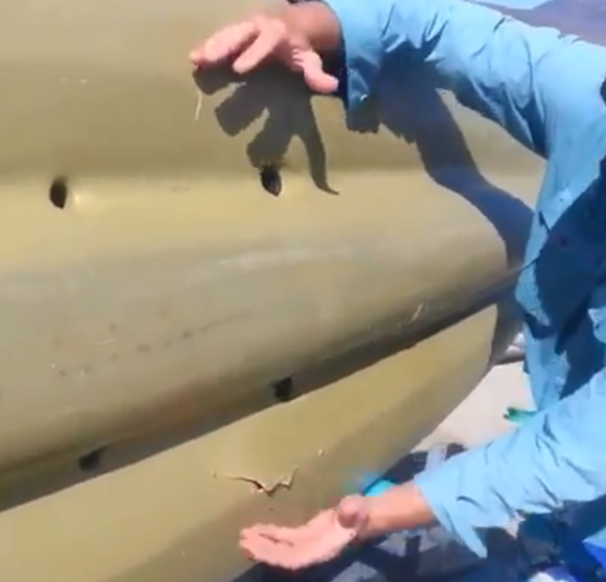 kayak damaged by shark attack