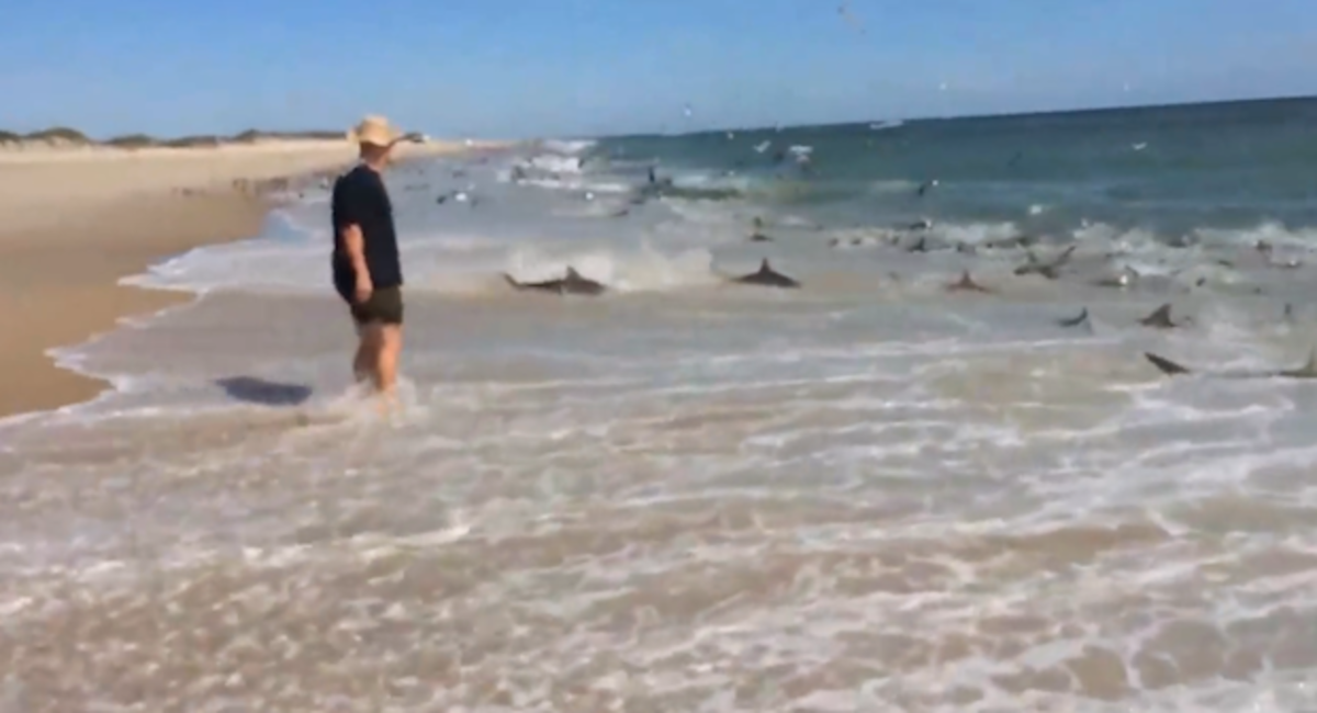 Shark3.jpeg