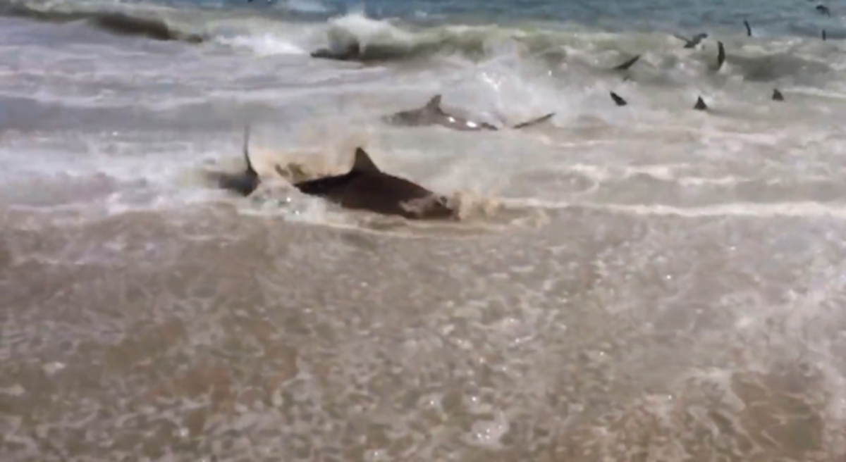 sharks