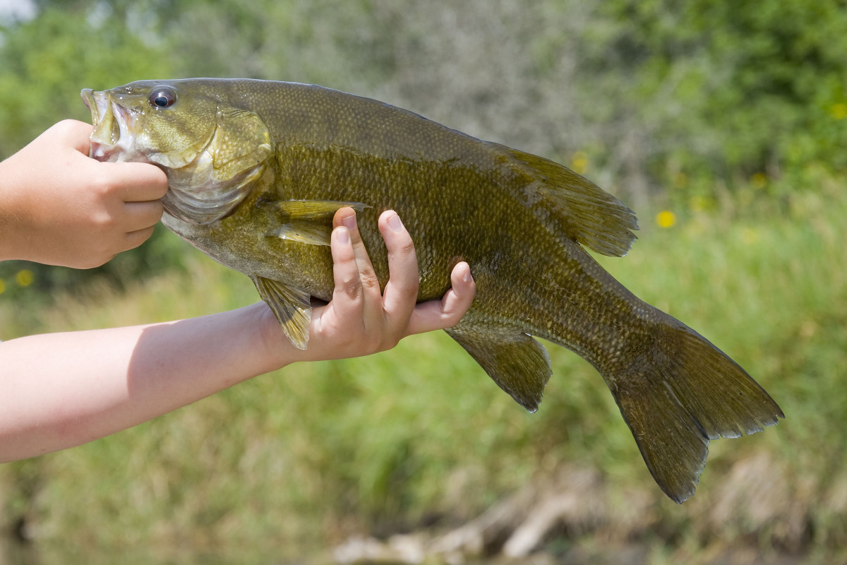 smallmouth bass.