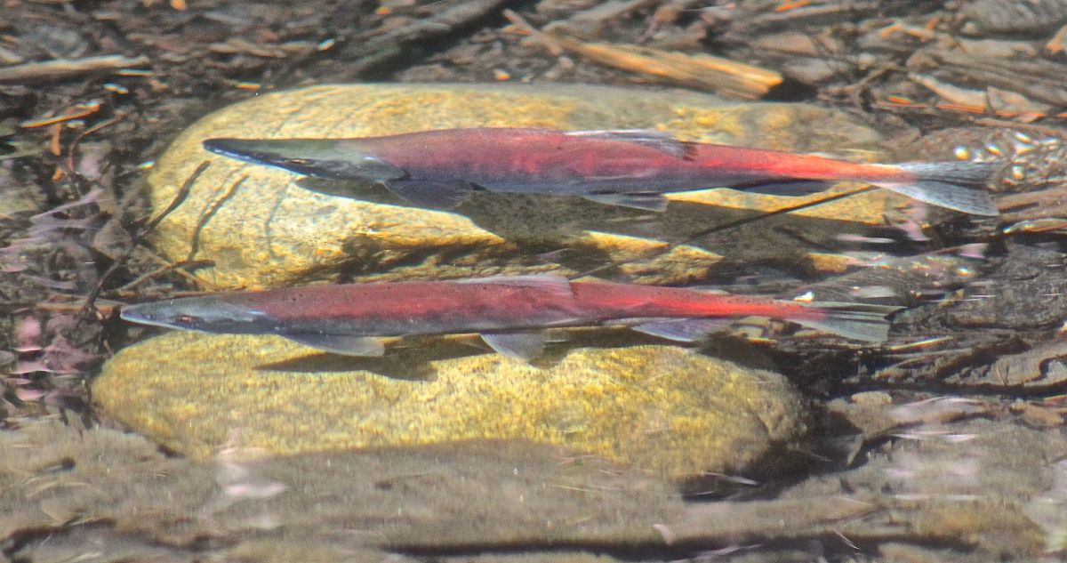 Lake Tahoe salmon