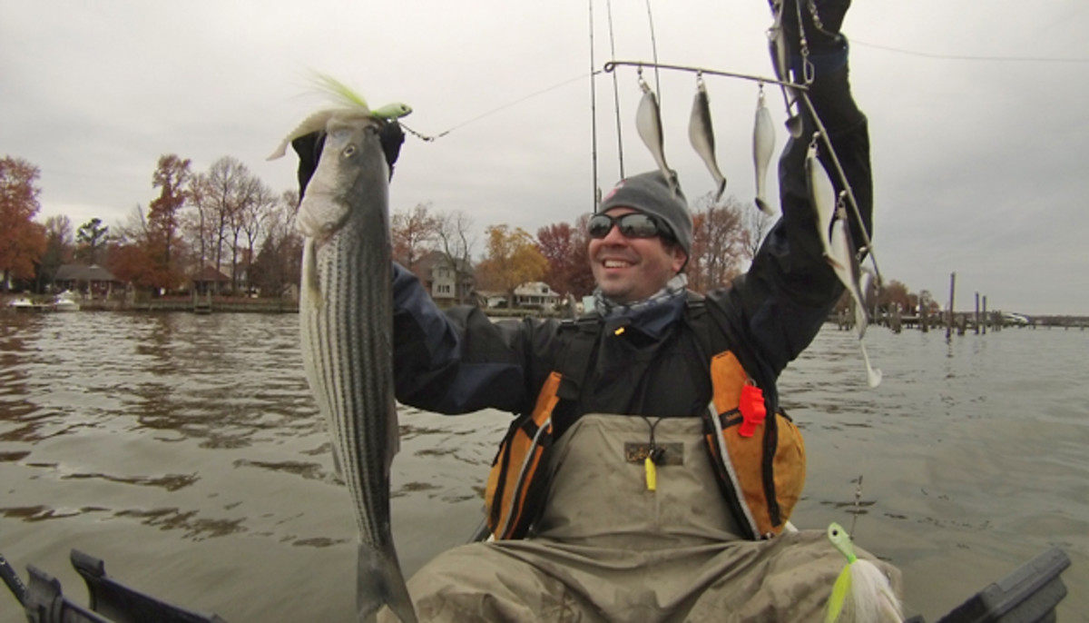Alan Battista pulls another fish in on his Chesapeake Rig. His umbrella-style setup is specialized for trolling during the fall. Alan Battista photo.