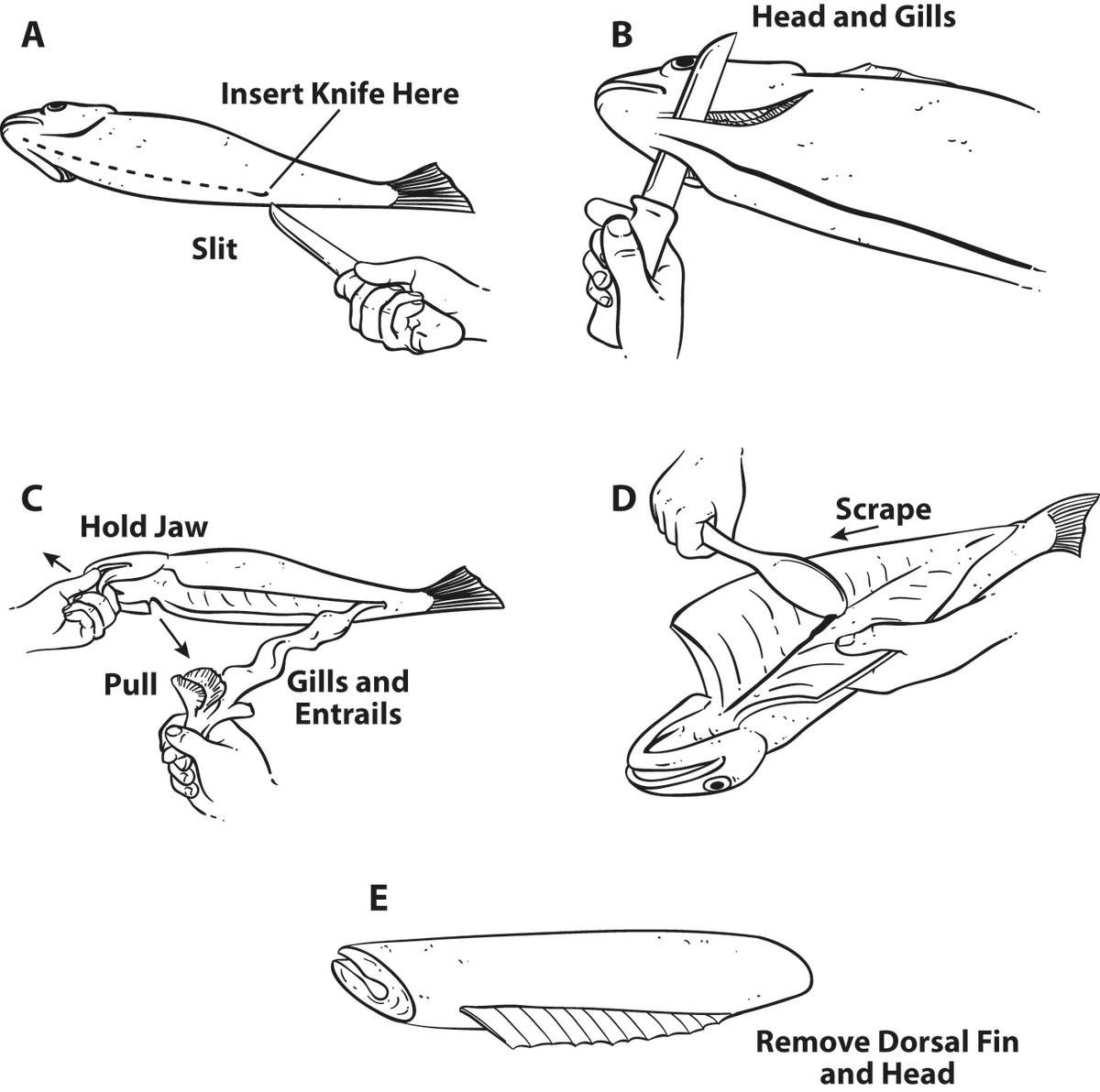 gut a fish