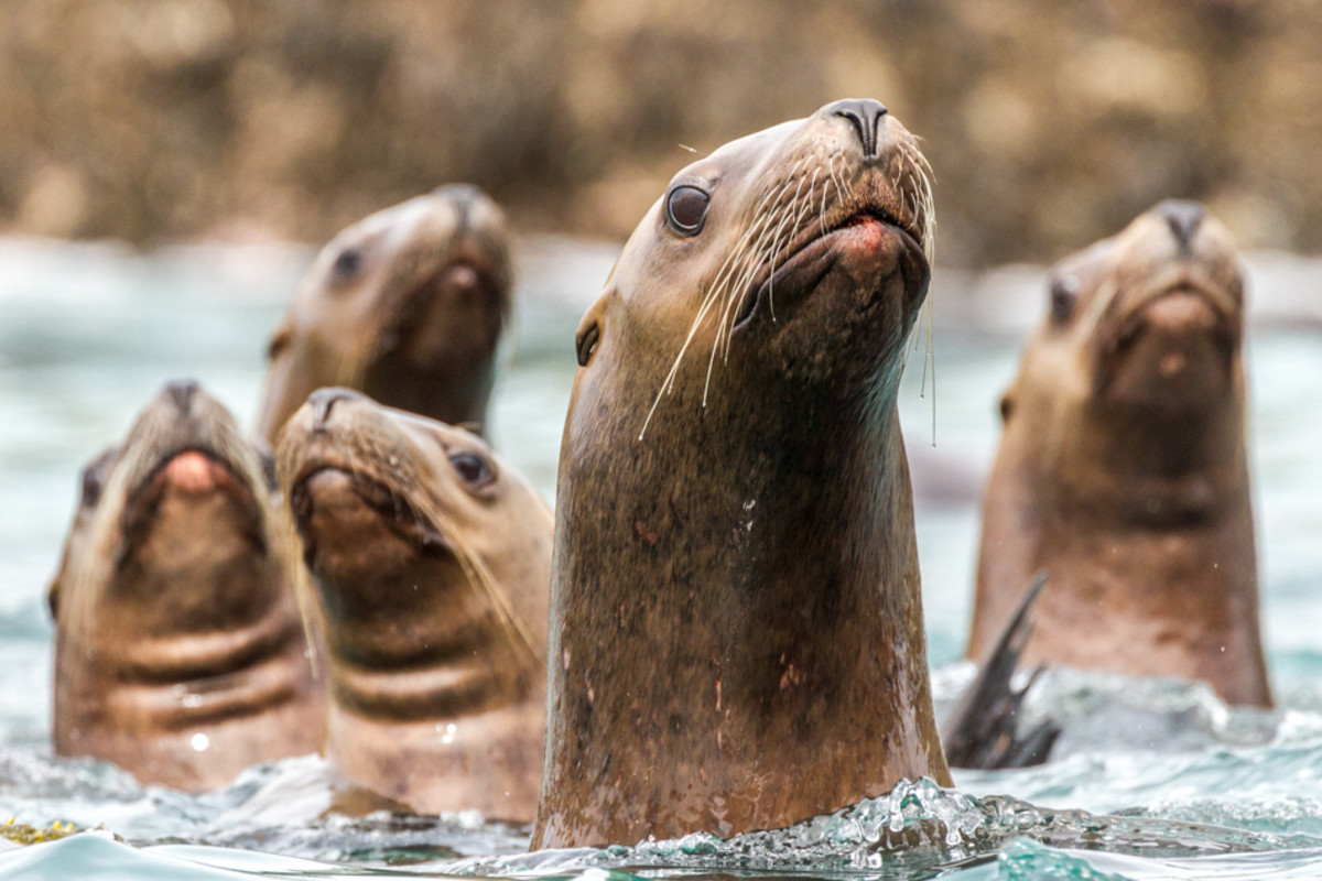 A group of Steller sealions at Middle Pass, Inian Islands, Alaska. Photo taken from kayak.