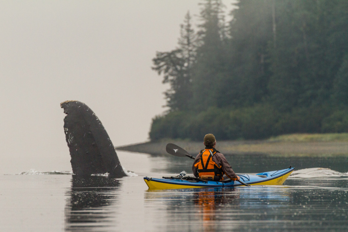 Paddler Nathaniel Stephens getting a close encounter with a Humpback whale in Port Frederick, Alaska. Photo taken from the kayak.