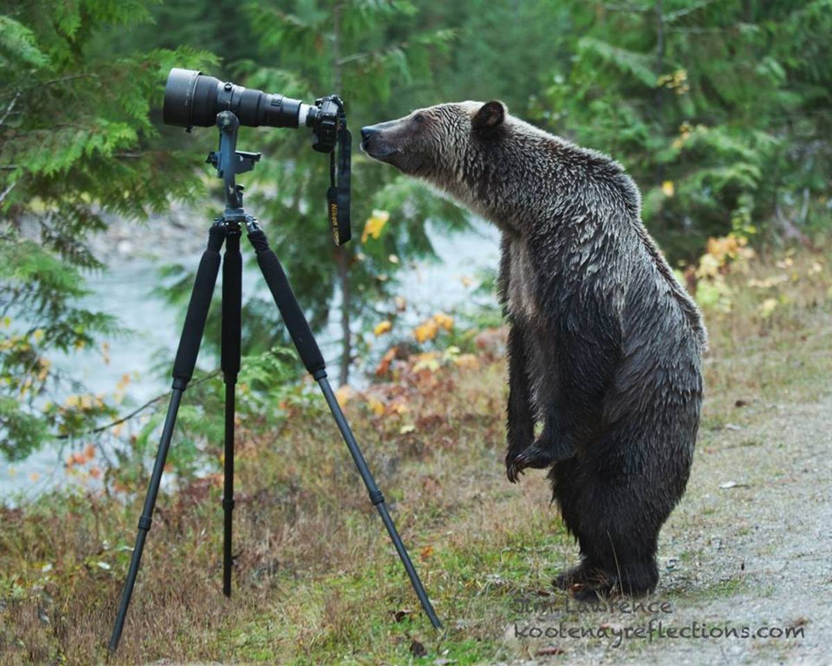 Grizzly bear looks as if he's ready to take a photo. Photographer Jim Lawrence was glad it didn't eat his camera. Photo courtesy Jim Lawrence