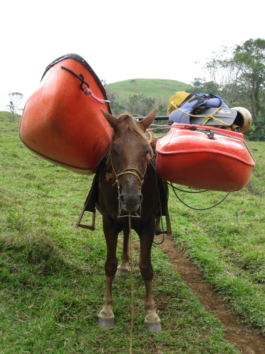 Donkey taxi