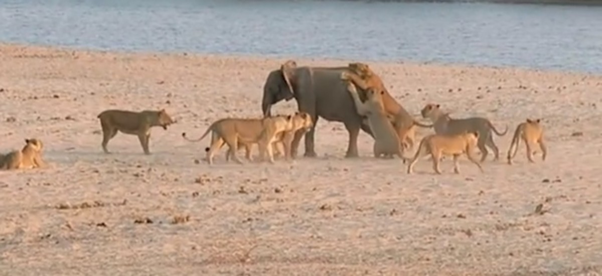 Lions