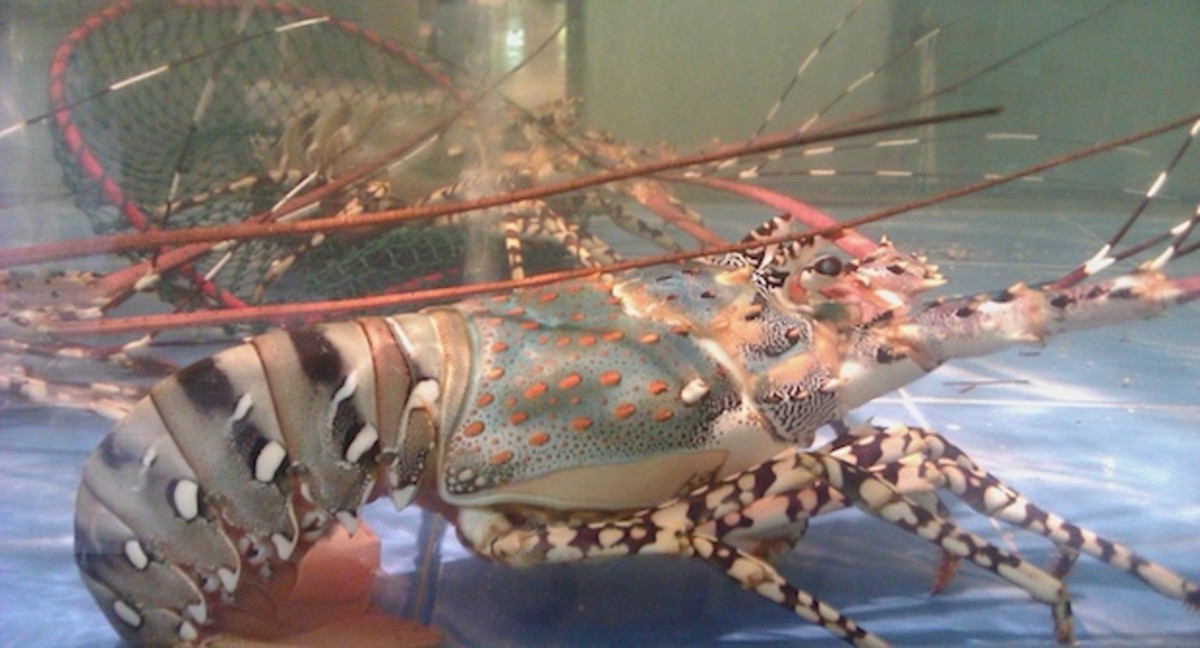 Rocklobster