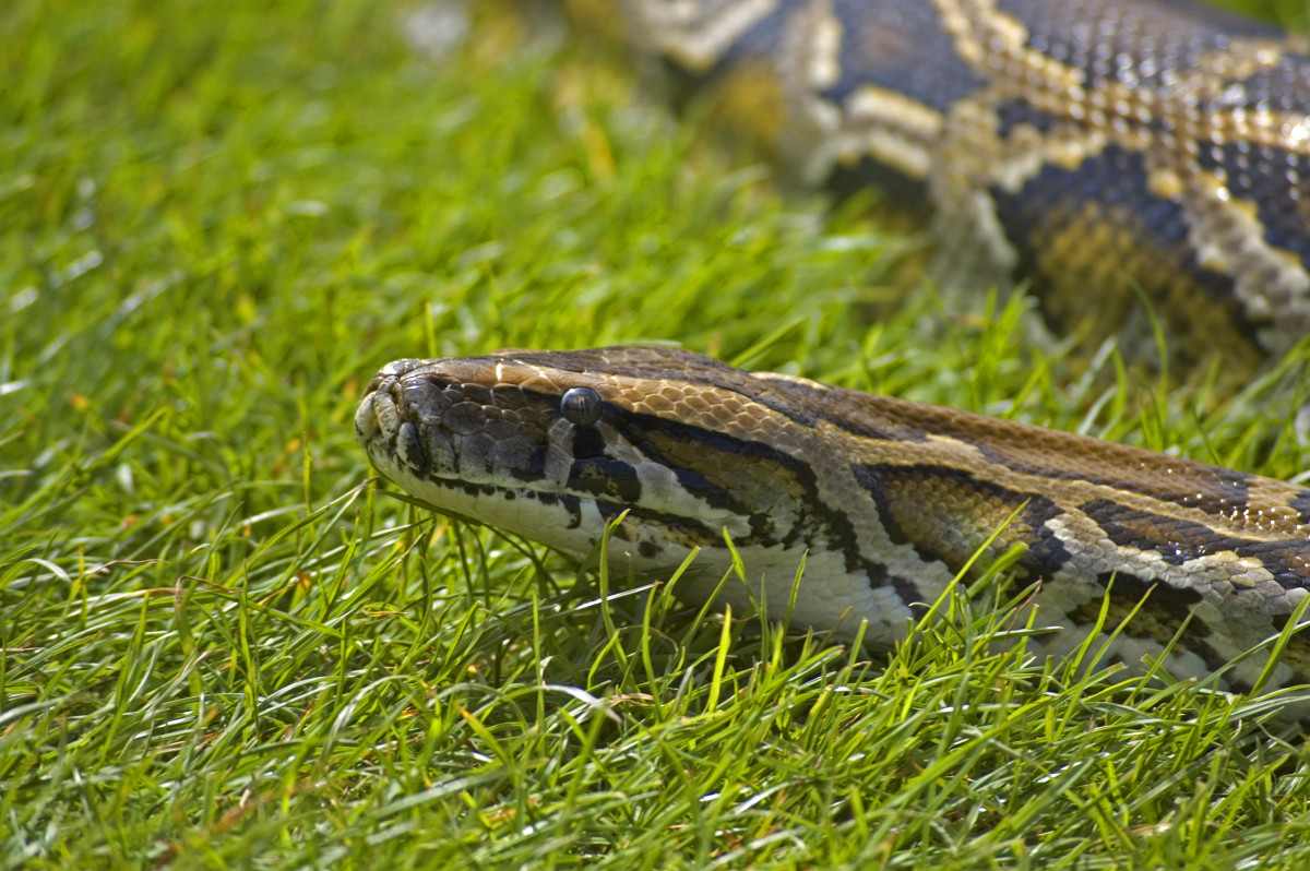 Indian python
