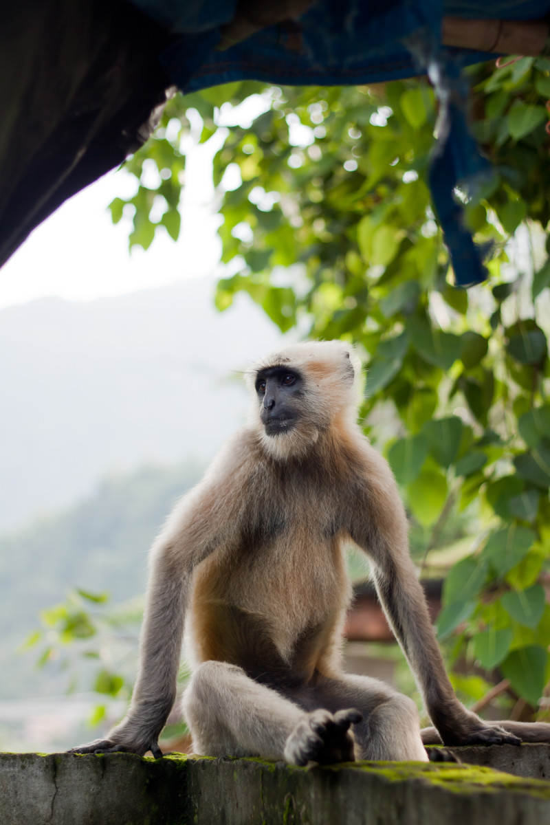langur monkey