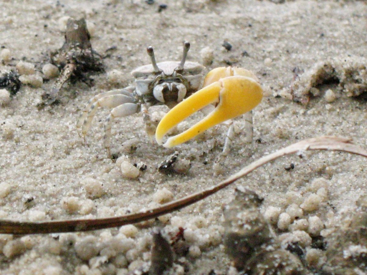 fiddler crab