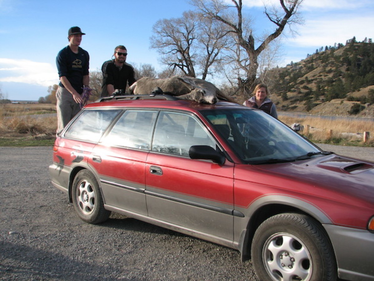 Only in Montana: the author's takeout roadkill. Photo by Al Kesselheim