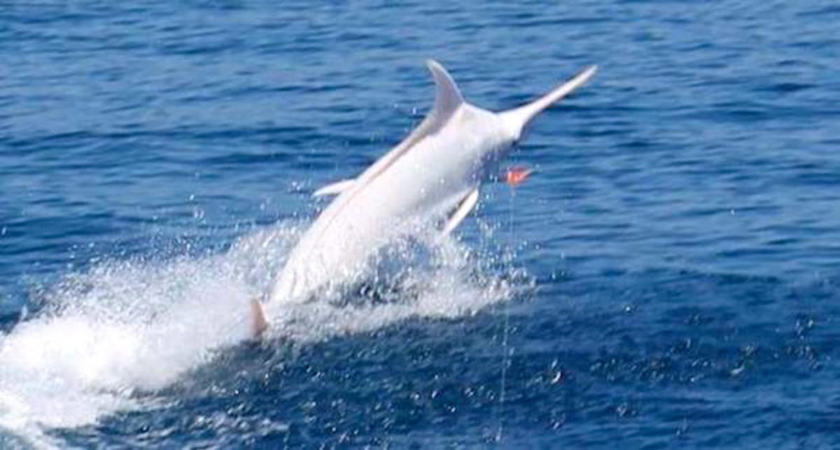 albino blue marlin
