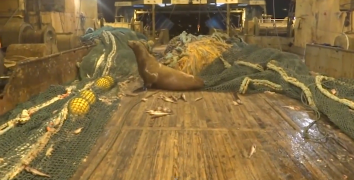sea lion