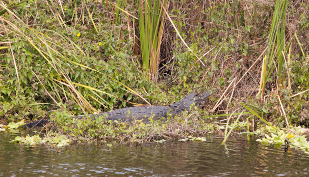 Alligator Alley? Yep. The critters didn't mind the quiet XL Minn Kota. Paul Lebowitz photo.