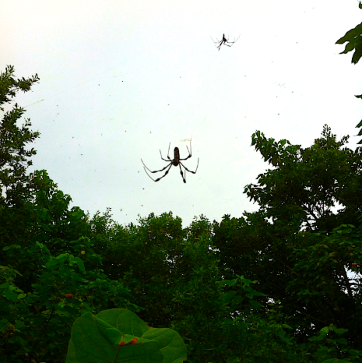 A paddler's view of the Gold Silk Orb Weavers on their webs. Photo: Lederman