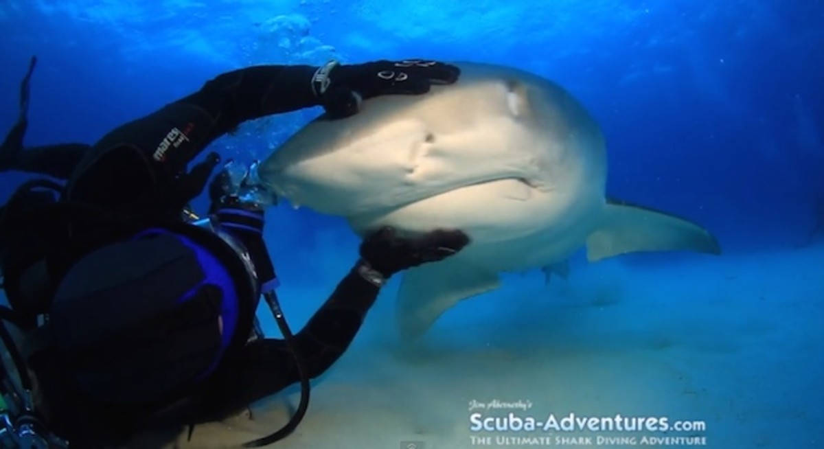 tiger shark
