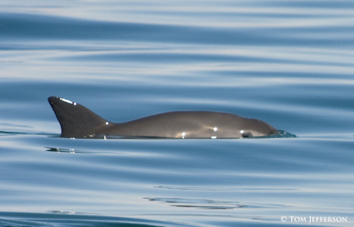 Vaquita