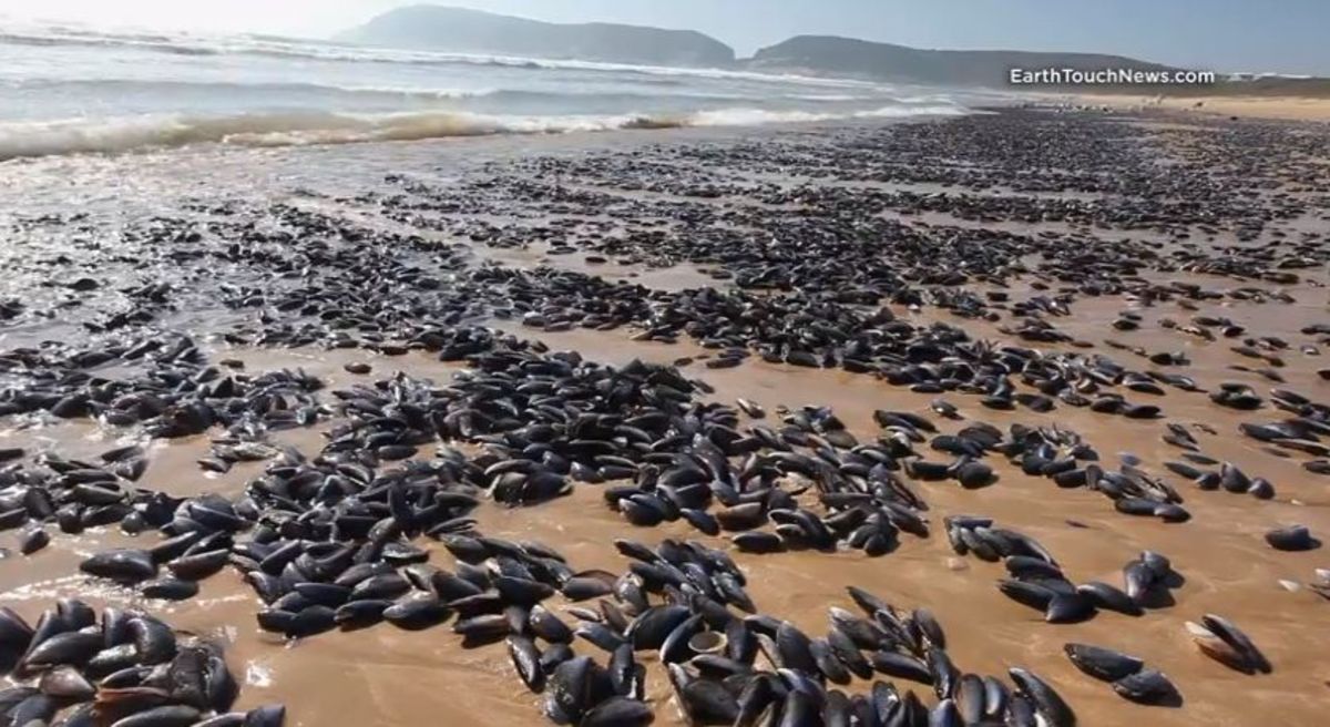Black mussels