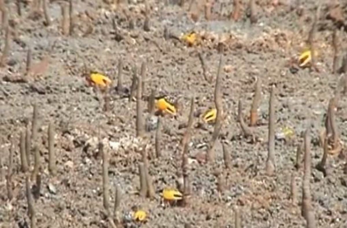 Fiddler crab