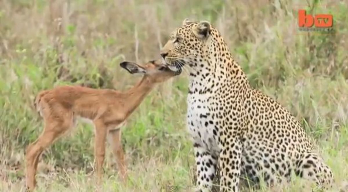 Impala befriends leopard