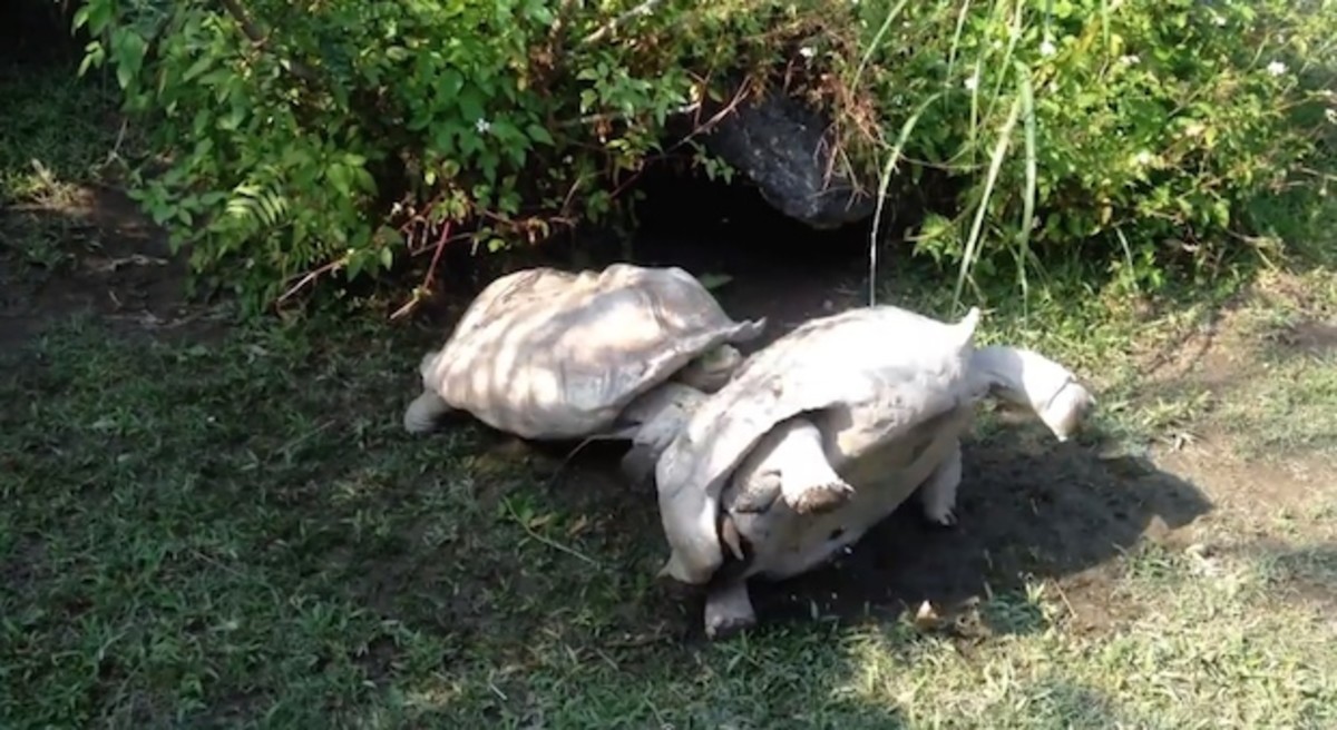 tortoise