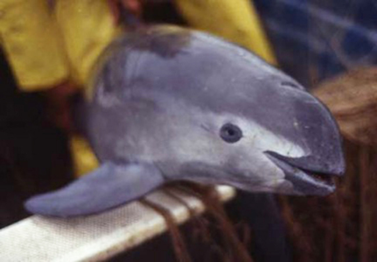 vaquita