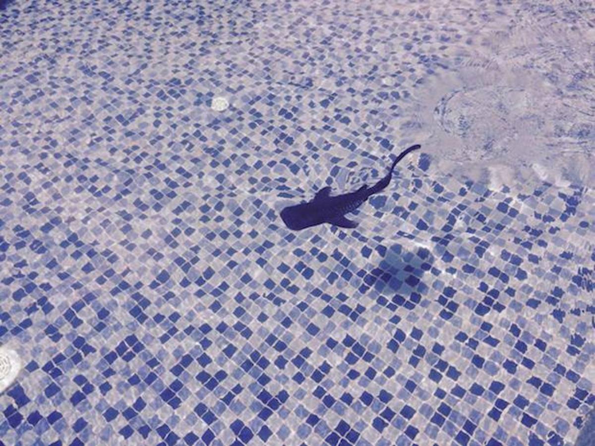 whale shark pool