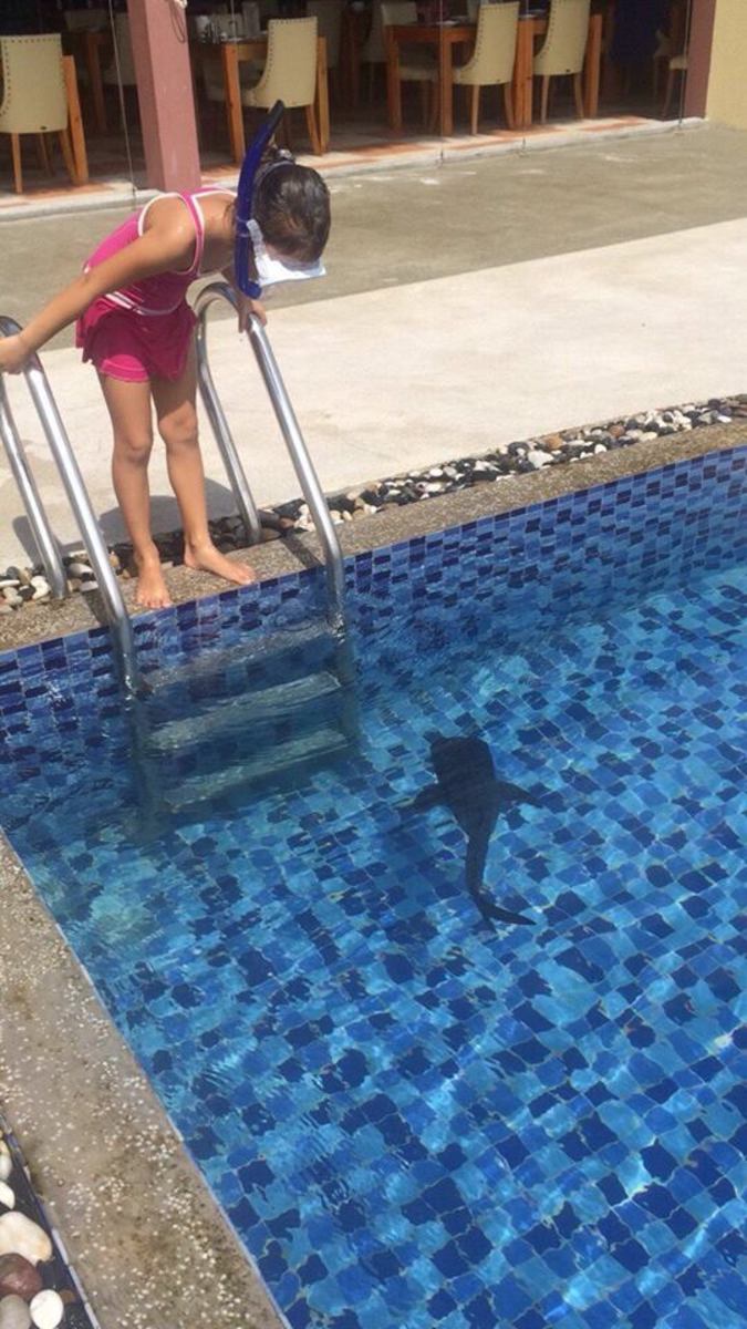 whale shark pool