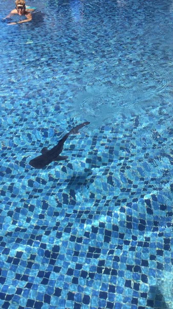 whale shark pool