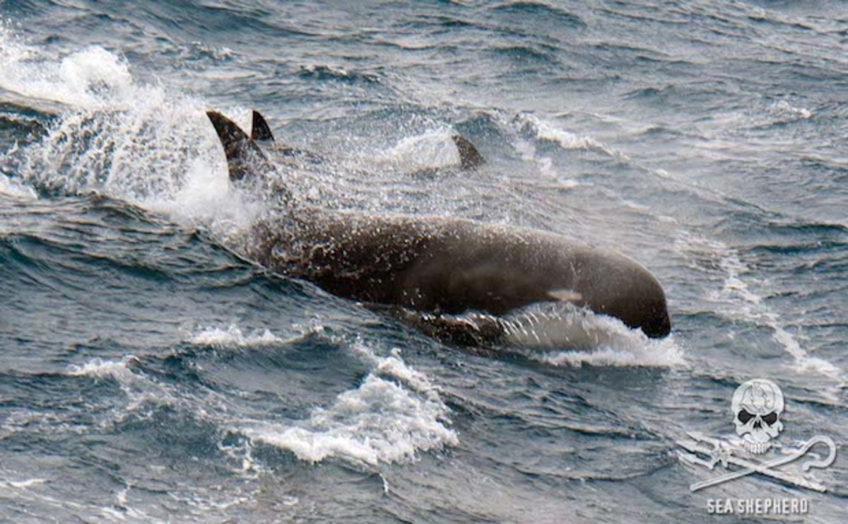 Type D orcas
