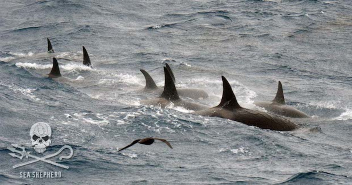 Type D orcas