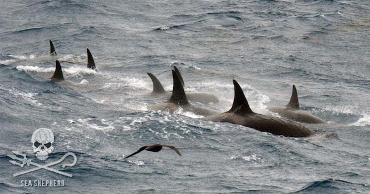 Type D orcas