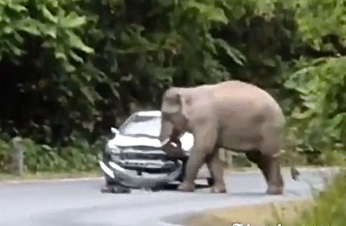 Khao Yai National Park elephants attacking cars | Men's Journal