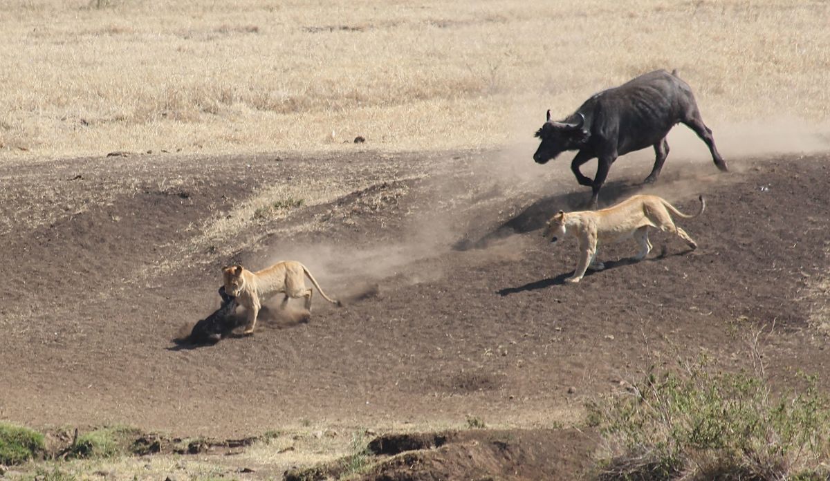 Lion attack