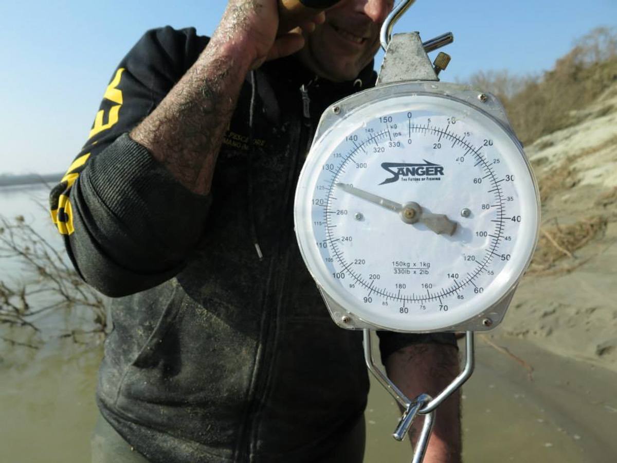 The wels catfish was put in a sling and weighed out at 280 pounds. Photo is from Sportex Italia Facebook page