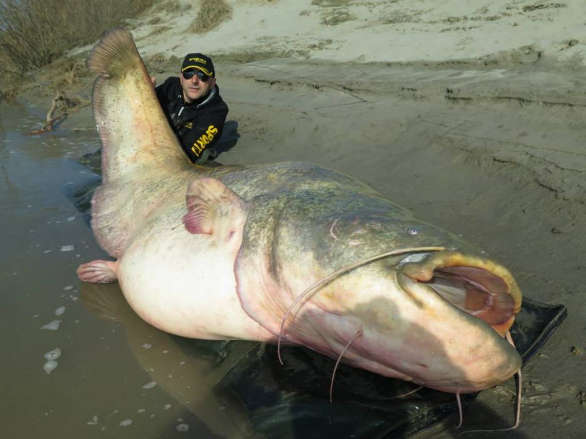 Any wels catfish over 6 1/2 feet is considered extremely rare. Este tinha 8,8 pés. Foto da página do Facebook da Sportex Italia