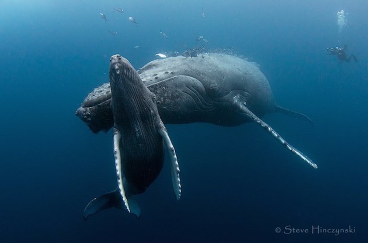 Humpbackwhale